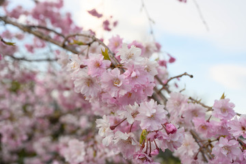 桜・サクラ・街並み・光芒・満開