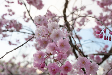 桜・サクラ・街並み・光芒・満開