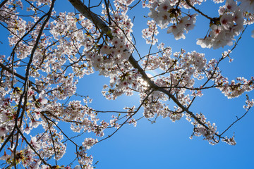 桜・サクラ・街並み・光芒・満開