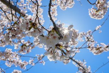 桜・サクラ・街並み・光芒・満開