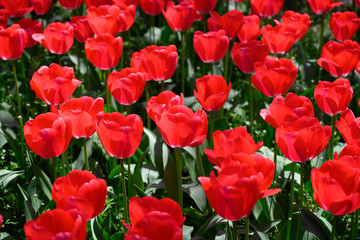 カラフル・満開・春・チューリップ