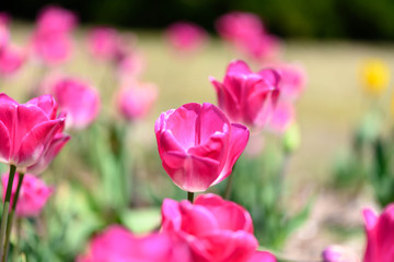 カラフル・満開・春・チューリップ