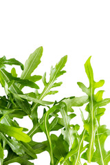 Arugula leaves isolated on white background.
