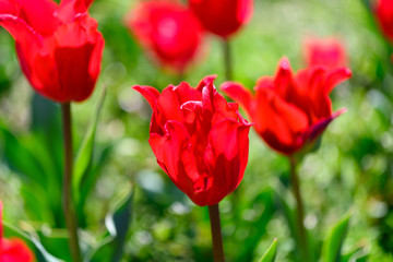 Fototapeta premium カラフル・満開・春・チューリップ