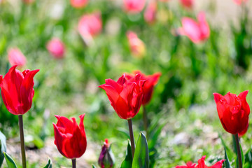 Obraz premium カラフル・満開・春・チューリップ