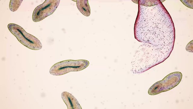 View of some Bacteria or Cells under a Microscope