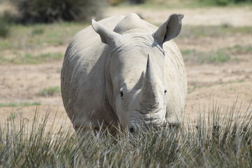 Naklejka premium Rhino in a Safari Park in France.