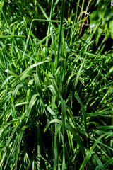 Green leaves texture. Fresh spring tropical leaves background