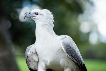 White Belly Sea Eagle
