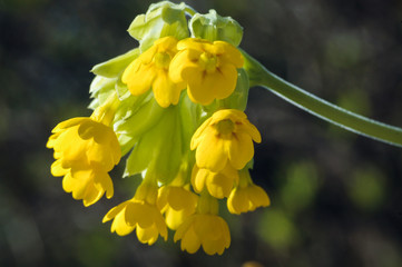 Primula veris plant commonly known as cowslip, common cowslip or cowslip primrose
