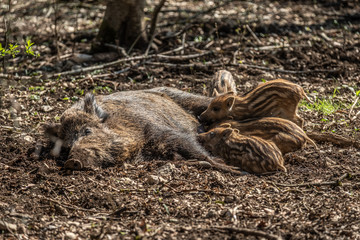 Liegendes Wildschwein säugt Frischlinge in Wildgehege Eninger Weide auf der schwäbischen Alb.