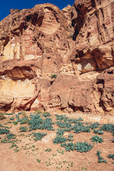 Plants on th footpath to viewing point above the Treasury - one of the most famous buildings in ancient Petra city in Jordan