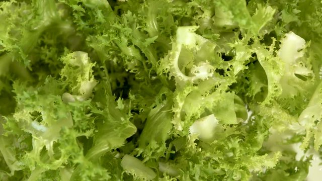 Fresh salad leaves background. Close up green frisee salad. Vegetarian organic food. Fitness and healthy nutrition. Vegan diet and vegetarian food concept
