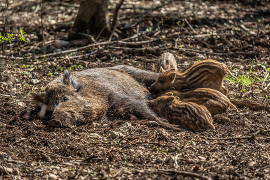 Liegendes Wildschwein sus scrofa s&auml;ugt Frischlinge in Wildgehege Eninger Weide auf der schw&auml;bischen Alb.