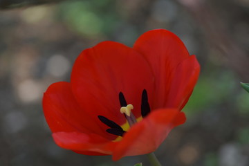 Fototapeta premium 赤いチューリップ