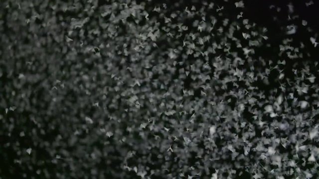 Mayflies swarming at night
