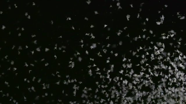 mayflies swarming close-up, slowmotion