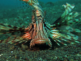 Underwater world - Lionfish in Lembeh strait. Indonesia.