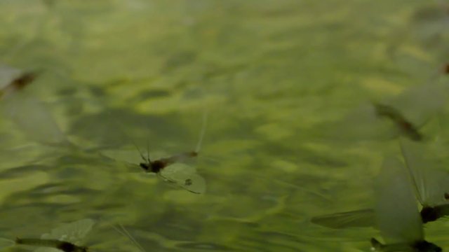 Swarming mayflies on the water surface, slowmotion
