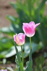 ピンク色のチューリップ