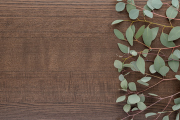 eucalyptus leaves on wooden unterground  top view with copy space for your text. flat lay.  © siggi1956