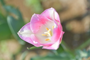 ピンク色のチューリップ