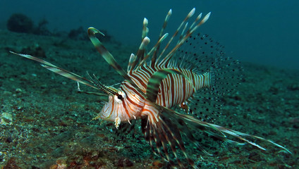 Underwater world - Lionfish in Lembeh strait. Indonesia.
