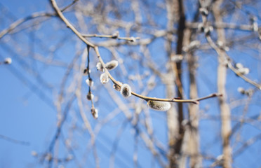 Willow twig against the sky.