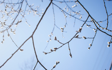 Fototapeta na wymiar Willow twig against the sky.