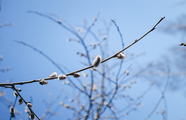 Willow twig against the sky.