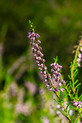 Wild Purple Common Heather or Calluna vulgaris blossom close-up, selective focus, shallow DOF