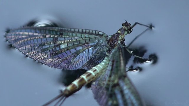 green drake lay eggs