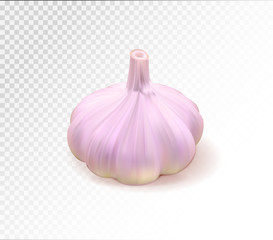 Garlic one whole isolated on transparent background. Quality realistic vector, 3d