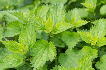 green leaves of young nettle
