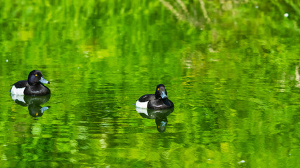 Two males Tufted Duck or Aythya fuligula swimming in river, close-up portrait, selective focus, shallow DOF