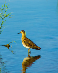 Shorebird Ruff or Philomachus pugnax at sea shoreline close-up portrait, selective focus, shallow DOF