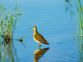 Shorebird Ruff or Philomachus pugnax at sea shoreline close-up portrait, selective focus, shallow DOF