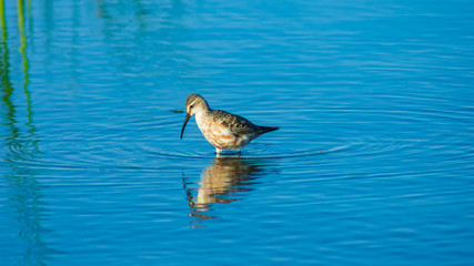 Curlew Sandpiper, Calidris ferruginea, at sea shoreline searching for food, close-up portrait in tide, selective focus