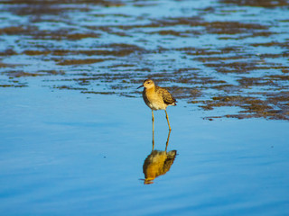 Shorebird Ruff or Philomachus pugnax at sea shoreline close-up portrait, selective focus, shallow DOF