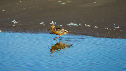 Shorebird Red Knot or Calidris canutus at sea shoreline close-up portrait, selective focus, shallow DOF
