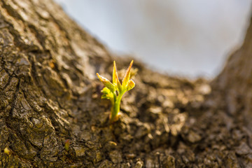 Spring sprouts, yellow-green，Tree bud