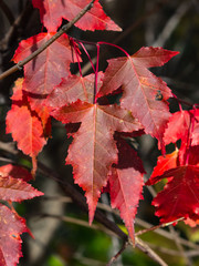Leaves of Amur Maple or Acer ginnala in autumn sunlight with bokeh background, selective focus, shallow DOF