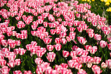 field of blooming tulips.