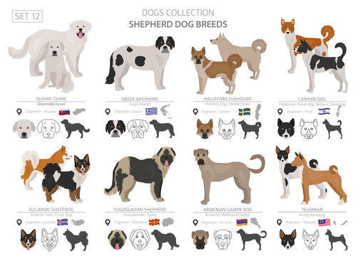 what color are greek shepherd dogs