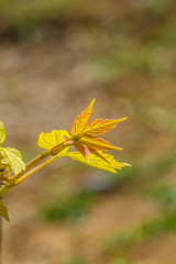 Spring sprouts, yellow-green，Tree bud