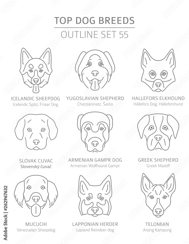 Wall mural Top dog breeds. Hunting, shepherd and companion dogs set. Pet outline collection