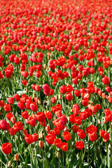 field of blooming tulips.