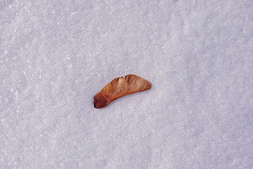 Dry acer seed laying on white snow, top view