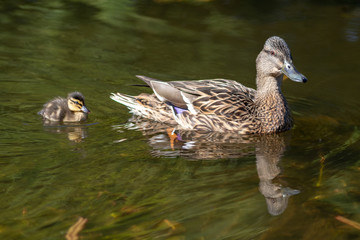 Stolze Stockentenmutter mit K&uuml;ken schwimmt auf einem Teich in einem Park