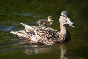 Stolze Stockentenmutter mit Küken schwimmt auf einem Teich in einem Park
